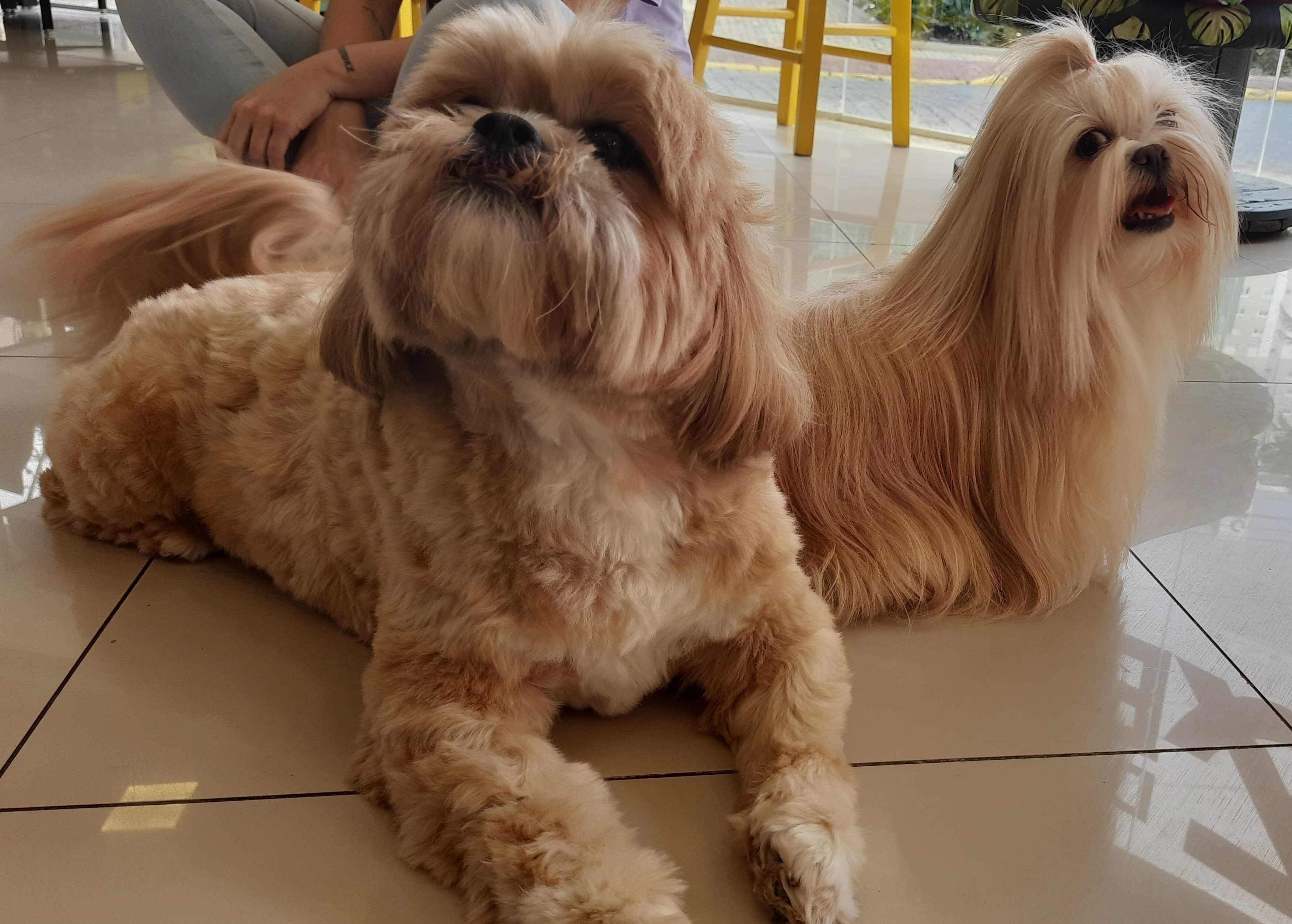 Cachorro 3 - Fotografia