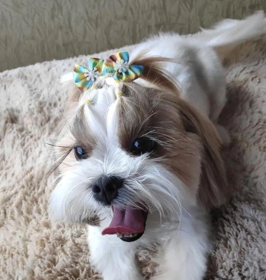 Cachorro 2 - Fotografia