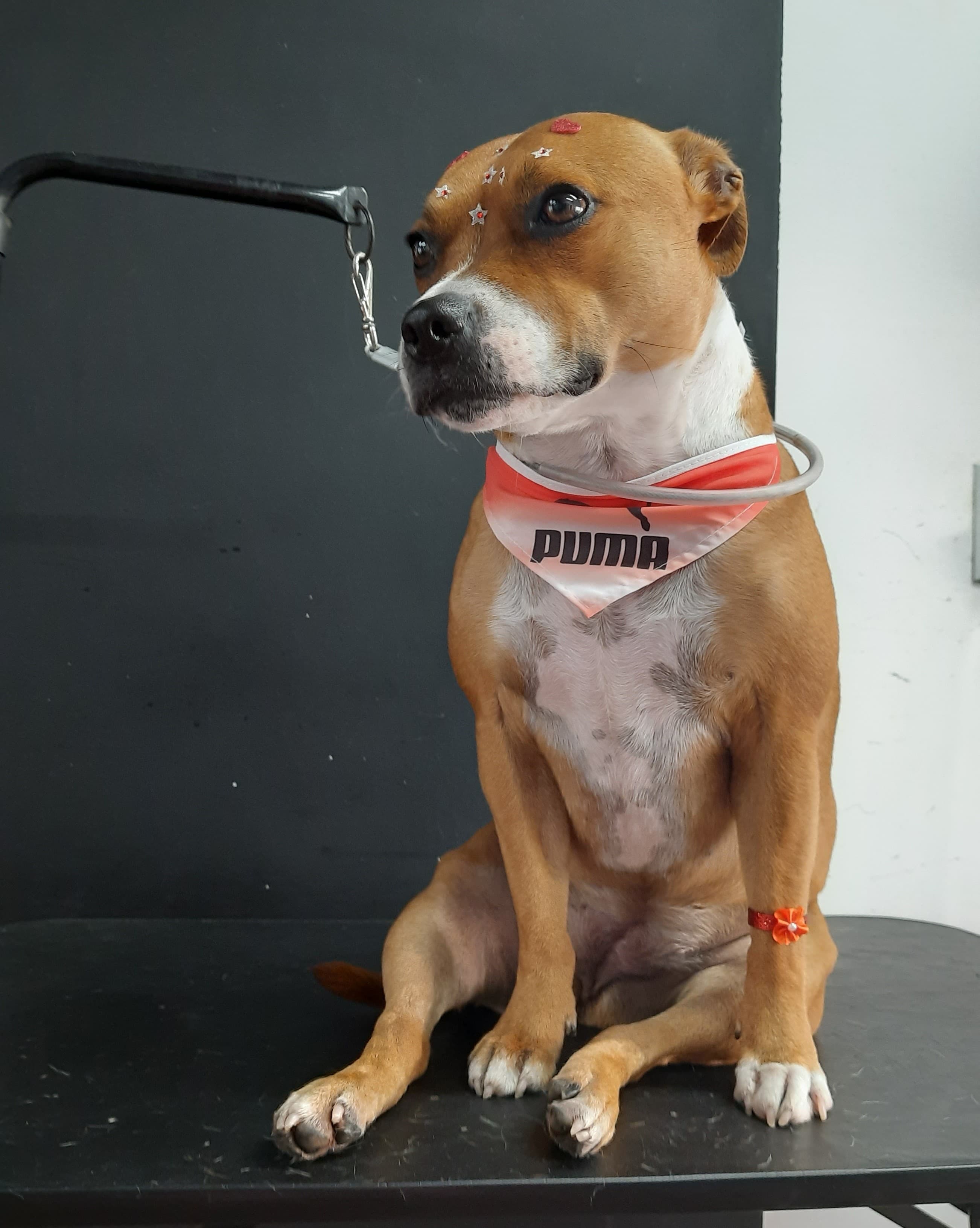 Cachorro 4 - Fotografia