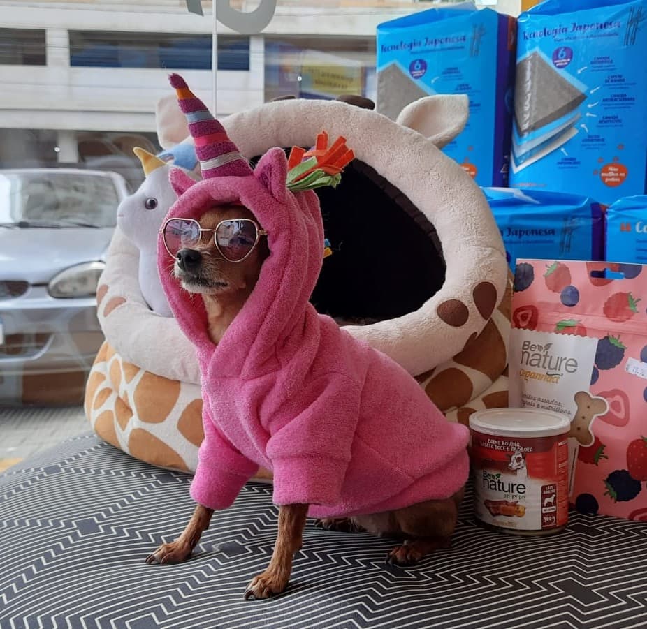 Cachorro 5 - Fotografia