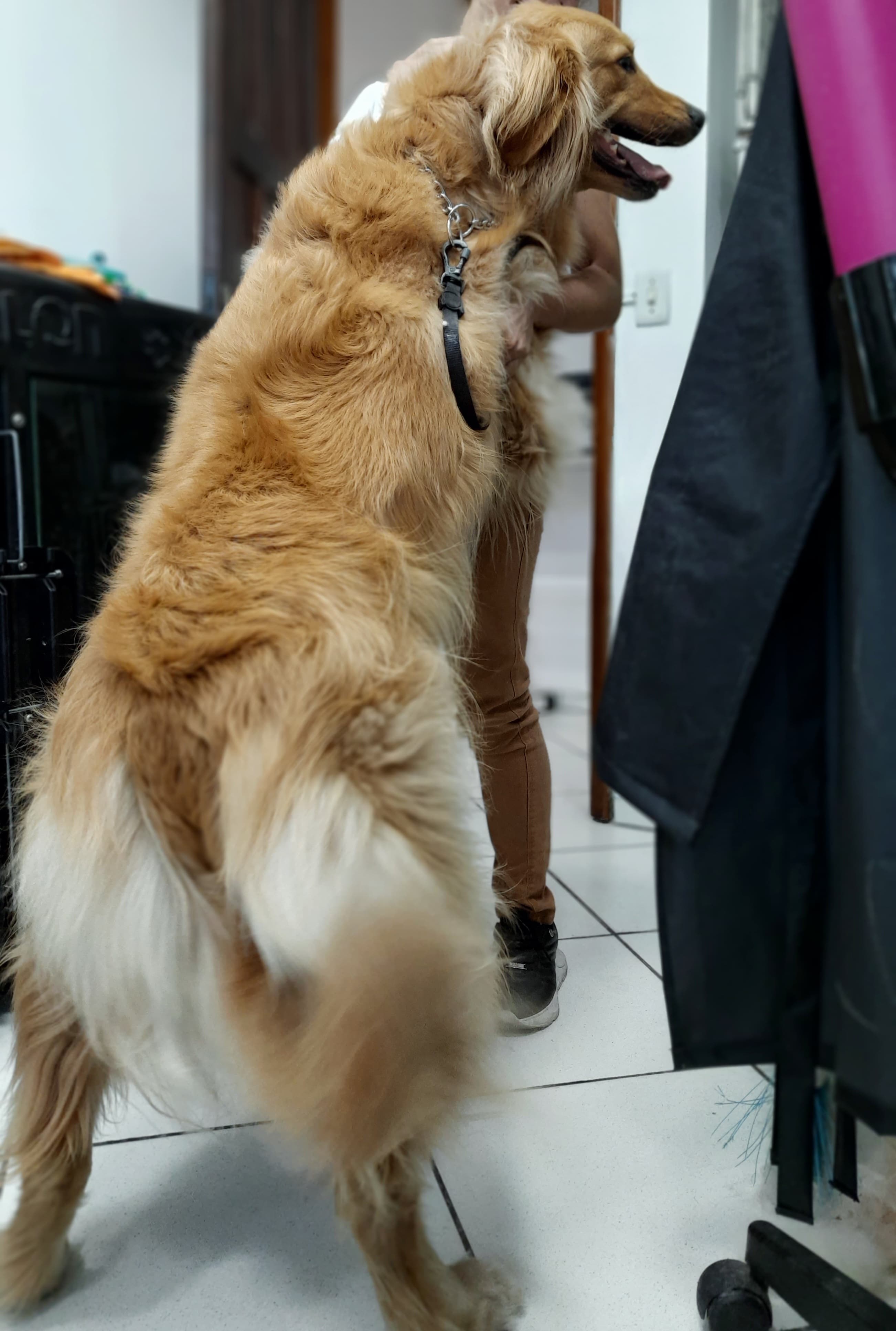 Cachorro 6 - Fotografia