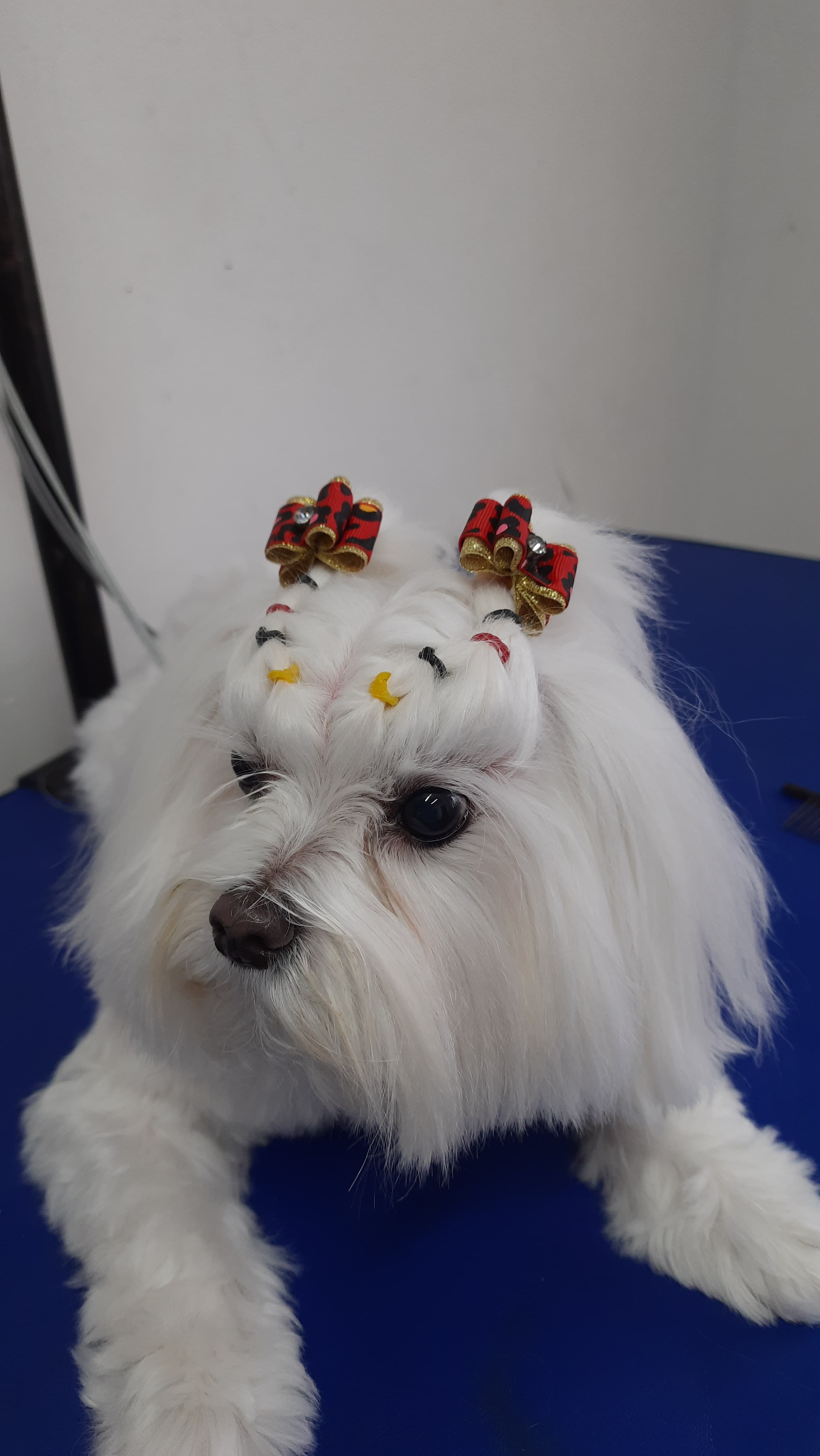 Cachorro 7 - Fotografia